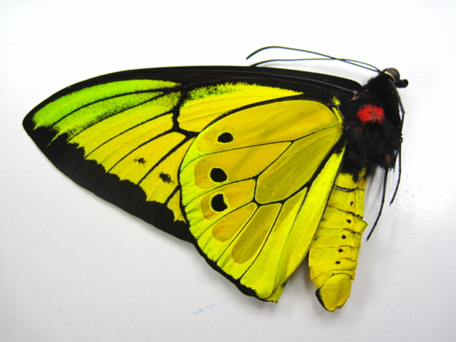 蝶の標本 メガネトリバネ「3種」 【まとめ買い】 www.shelburnefalls.com