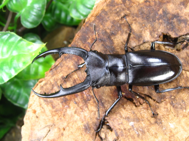 マンディブラリスフタマタクワガタ画像 アリスト 外国産昆虫 クワガタ カブトムシなどの専門店 昆虫販売 アリスト