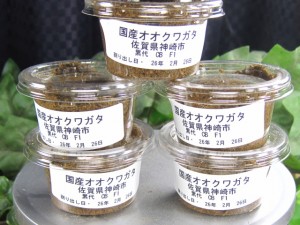 国産オオクワガタ販売