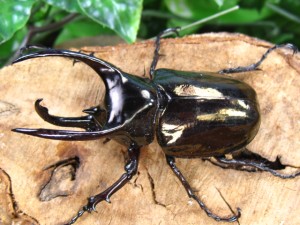 アトラスオオカブト