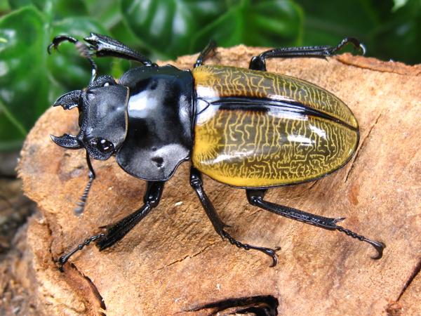 スペクタピリスツヤクワガタ/大歯/外国産クワガタ販売アリスト 外国産昆虫・クワガタ カブトムシなどの専門店 昆虫販売 アリスト
