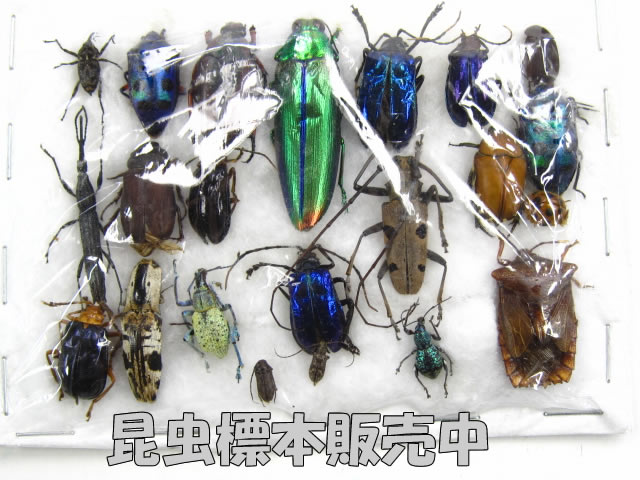 クワガタ標本・昆虫標本販売/クワガタ販売アリスト - 外国産昆虫