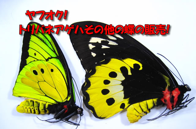 トリバネアゲハ・その他の蝶の販売!昆虫標本販売アリスト   外国産昆虫