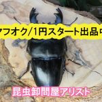 昆虫販売アリスト/ヤフオク/1円スタートでクワガタ出品中!