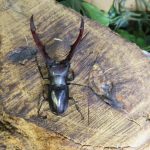 外国産クワガタ・カブトムシ・新着分入荷しました。昆虫販売アリスト