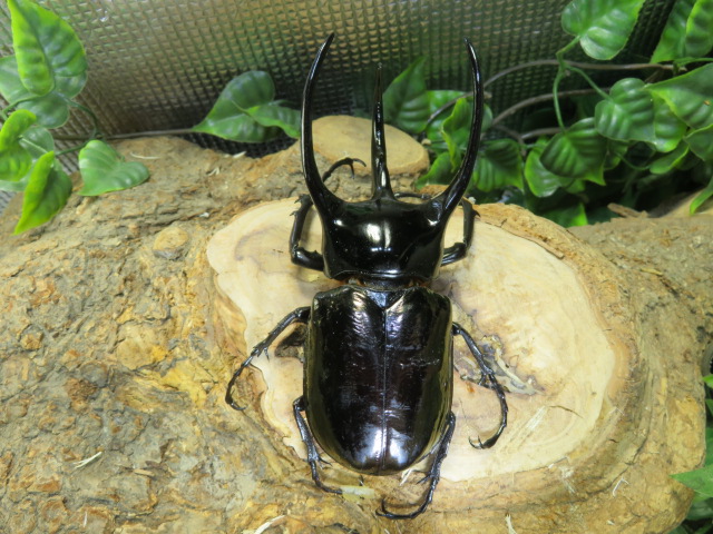 スマトラコーカサスオオカブト標本(飼育品)-