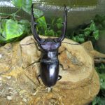 コーカサス123ミリ、マンディブ113ミリペアー出品中!・昆虫販売アリスト