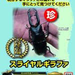 5月9日インドネシア便/マレーシア便通関/入荷しました。昆虫販売アリスト