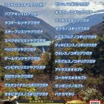 インドネシア便/入荷/通関　昆虫ショップアリスト