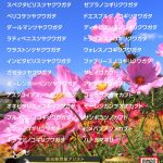 新着分10月30日インドネシア便通関/昆虫卸問屋アリスト