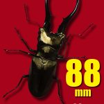 2月12日インドネシア便入荷しました。リスト公開します。クワガタ販売アリスト